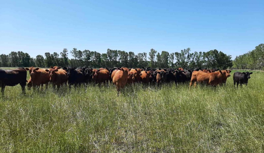 Ganaderos rionegrinos llevaron a la Legislatura el rechazo al ingreso de carne con hueso a la Patagonia