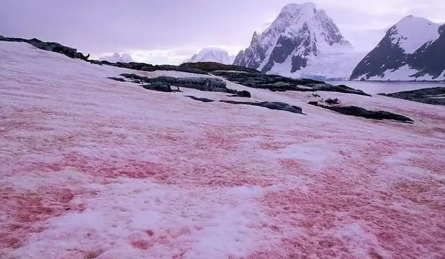 “Nieve de sangre”: el fenómeno natural que tiñe los paisajes blancos y acelera el cambio climático