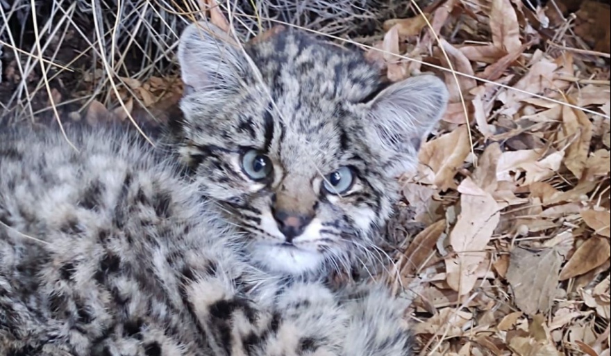 Refugio de fauna silvestre en Aluminé recibe especies de toda la región