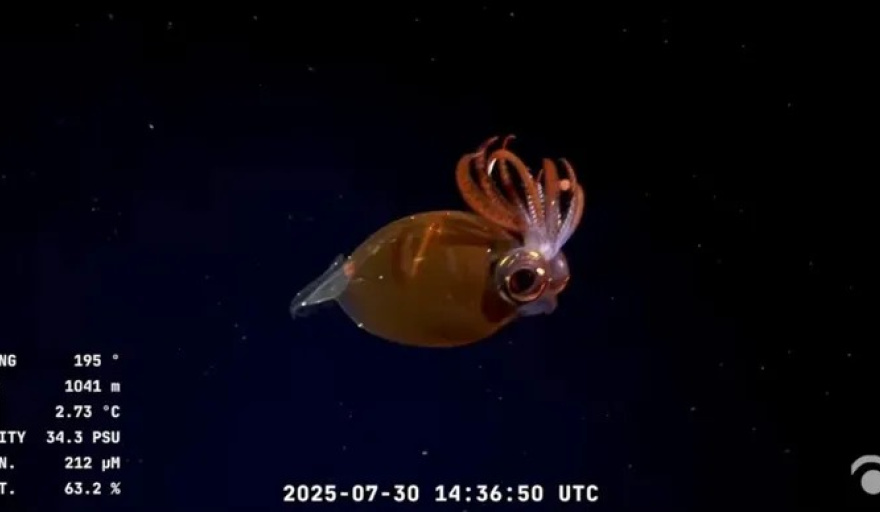 El streaming del CONICET llega a la Patagonia: explorarán cañones submarinos frente a Río Negro y Chubut