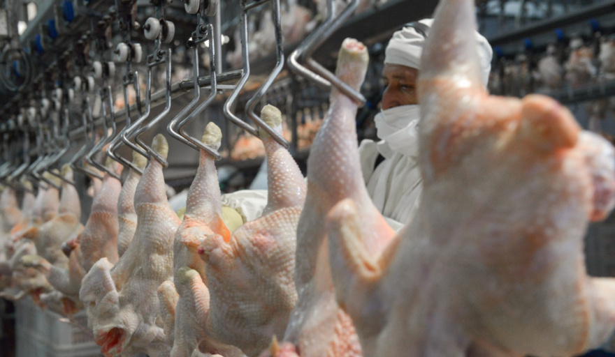 Confirmaron un caso de influenza aviar en Buenos Aires y Senasa suspendió exportaciones avícolas