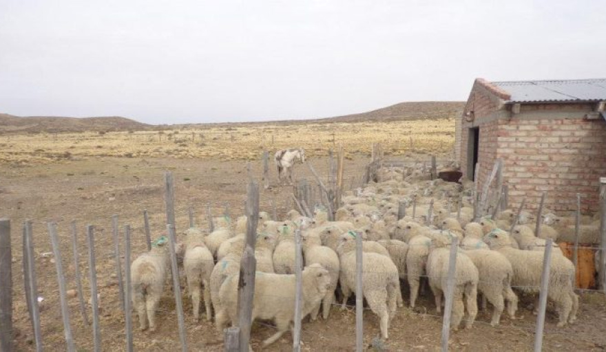 Ganaderos rionegrinos afectados por la sequía quedaron eximidos de impuestos