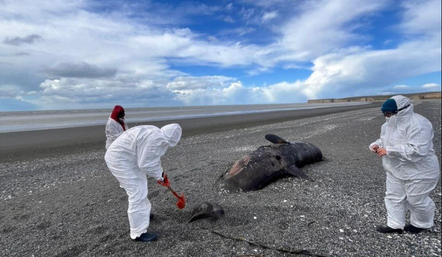 Investigan el varamiento masivo de 26 orcas ecotipo D en Tierra del Fuego