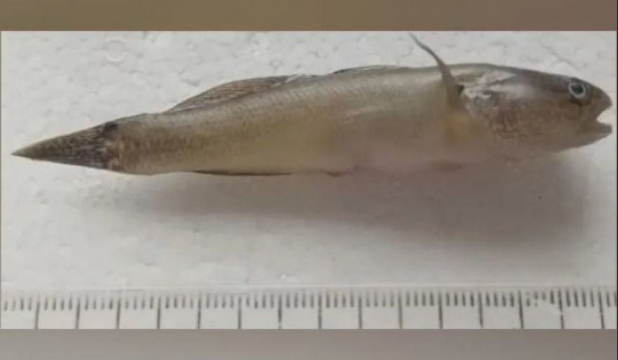 Detectan en la costa de Viedma un pez asiático invasor y alertan por su posible impacto ambiental