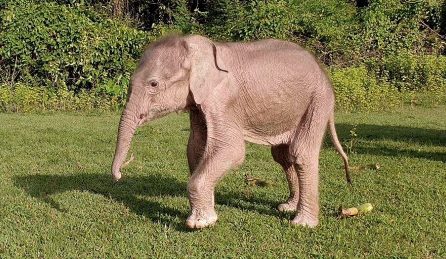 Nació un inusual elefante blanco