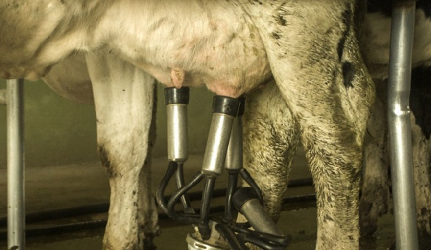El INTA desarrolló la primera vacuna contra la Leucosis Bovina