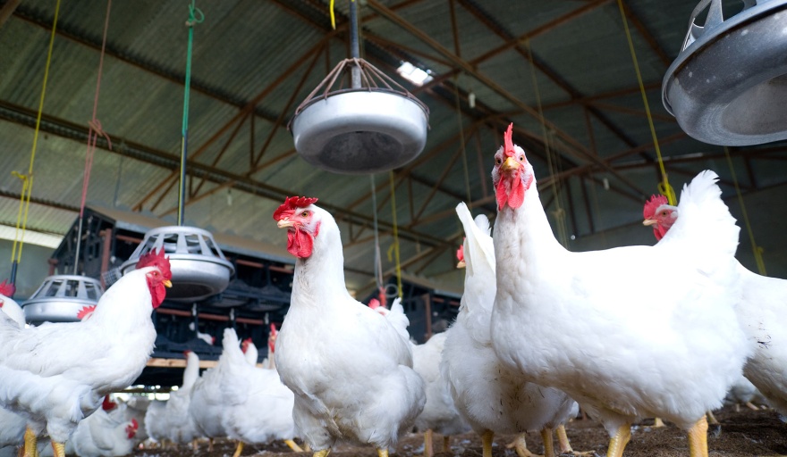 Gripe Aviar: murieron más de 200 mil gallinas en todo el país