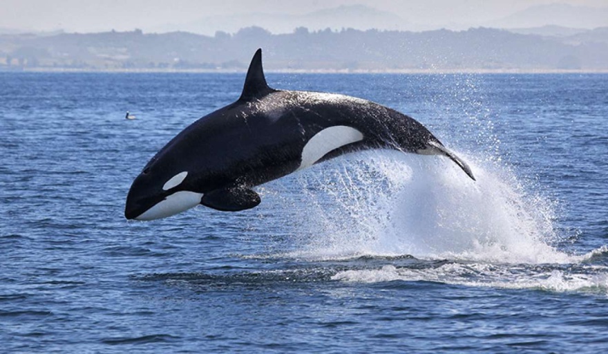 Actividades y eventos en celebración de la "Semana de las Orcas" en Península Valdés