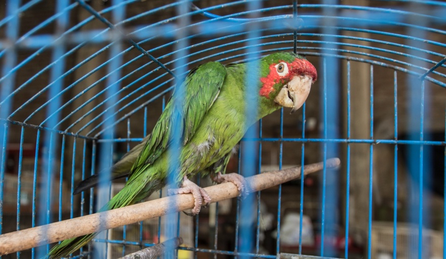 Desmantelaron banda que traficaba animales silvestres en 4 provincias