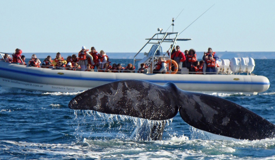 Anuncian oficialmente el inicio de la temporada de avistaje de ballenas en Puerto Madryn: 15 de Junio