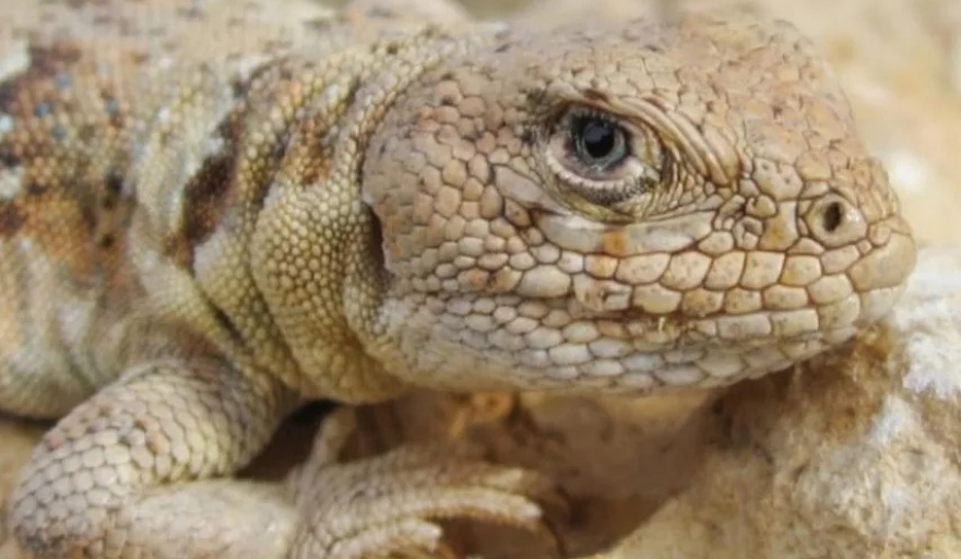 Se descubrió una nueva especie de lagartija única en el mundo, habita en Río Negro y Neuquén