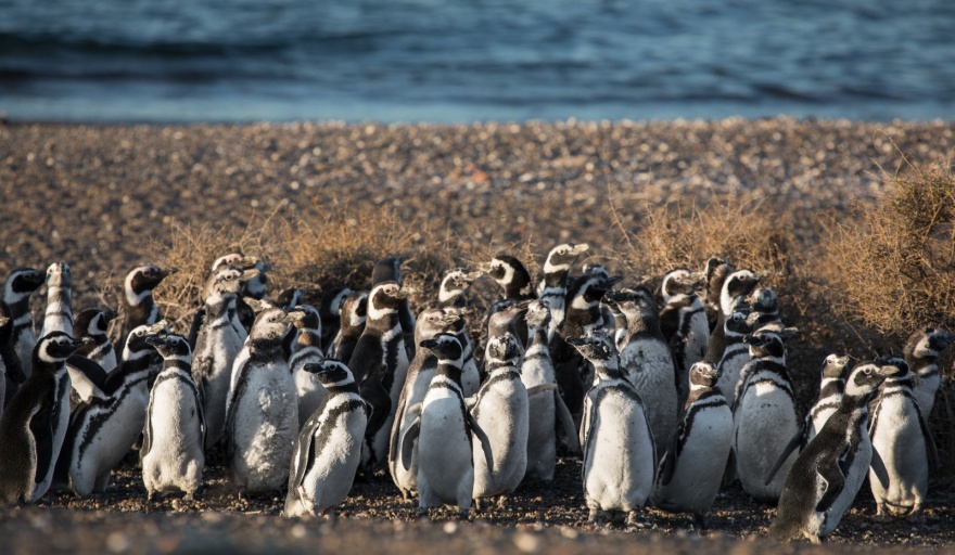 Chubut lanza la Temporada de Pingüinos 2023-2024