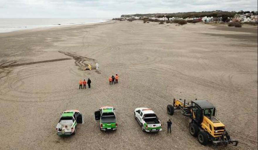 Descartaron incinerar los cuerpos de los lobos marinos muertos