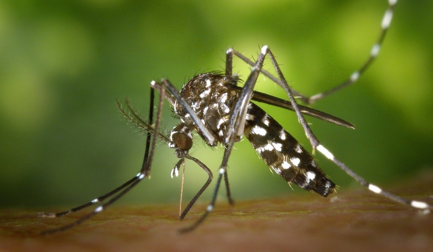 Record de casos de Dengue: ya son más de 180.000