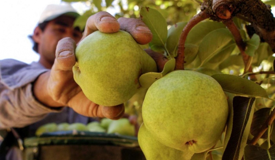 Anunciaron créditos para el sector frutícola