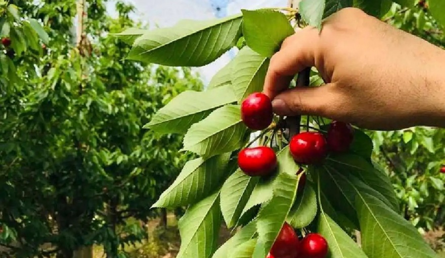 Se espera un recórd de exportación de cerezas en Río Negro y Neuquén