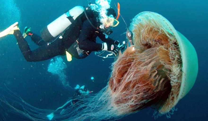 Las medusas gigantes regresan al golfo de Puerto Madryn: un espectáculo de la naturaleza