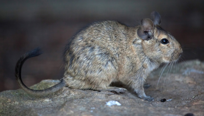 Descubrimiento clave en un roedor para comprender el Mal de Alzheimer en humanos