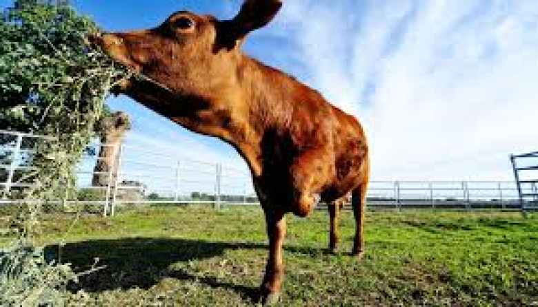 Río Negro alcanzó un récord histórico de faena bovina y se consolida como líder patagónico