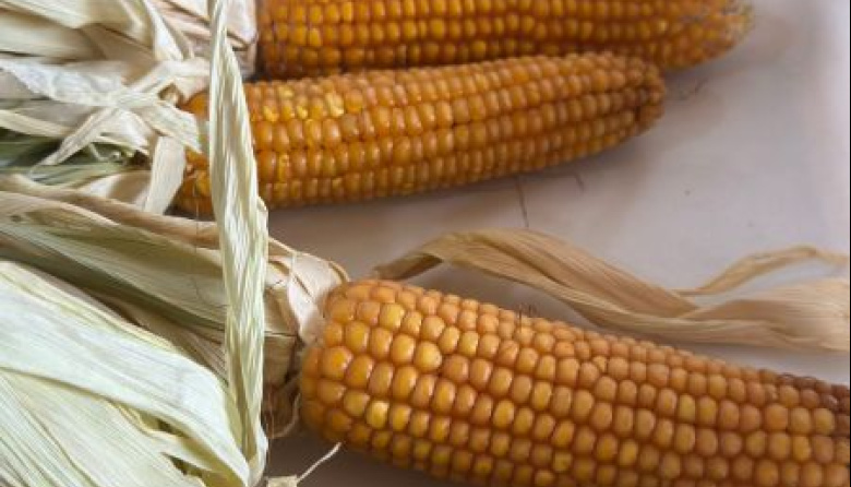 Santa Cruz prueba variedades de maíz para diversificar la producción rural