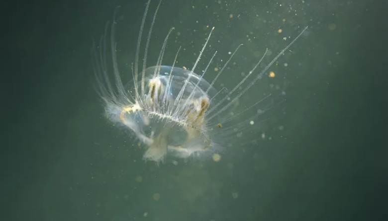 Medusa china en Patagonia: Río Negro busca frenar su avance