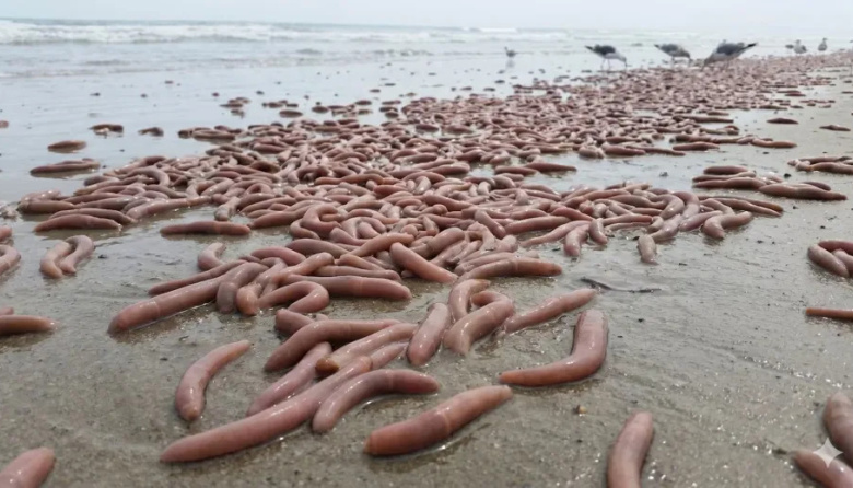 Extraños gusanos marinos aparecieron en una playa de Comodoro