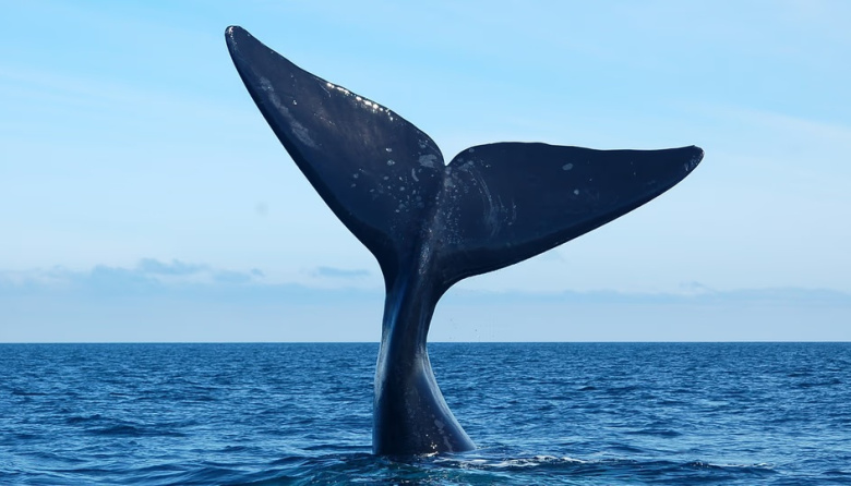 Chubut lanza la Temporada de Ballenas 2026 con descuentos para residentes