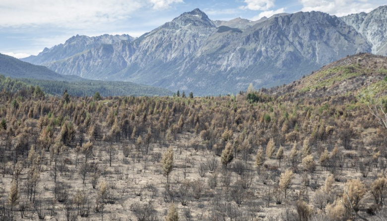 Los últimos ovejeros de Chubut: sequía, pumas y crisis lanera vacían la meseta