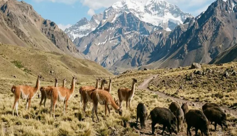 Cruces por el plan para vender carne de jabalí y guanaco