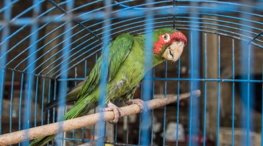 Desmantelaron banda que traficaba animales silvestres en 4 provincias