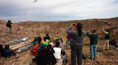 Liberan a 3 nuevos cóndores en Sierra Paileman y ya cuenta con 69 ejemplares en su hábitat