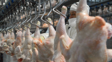 Confirmaron un caso de influenza aviar en Buenos Aires y Senasa suspendió exportaciones avícolas