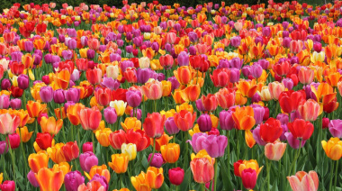 Guardia Mitre apuesta a un campo de tulipanes como nuevo atractivo turístico