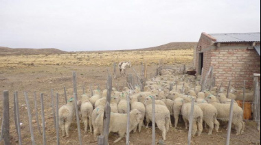 Ganaderos rionegrinos afectados por la sequía quedaron eximidos de impuestos