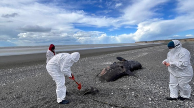 Investigan el varamiento masivo de 26 orcas ecotipo D en Tierra del Fuego