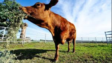 Río Negro alcanzó un récord histórico de faena bovina y se consolida como líder patagónico