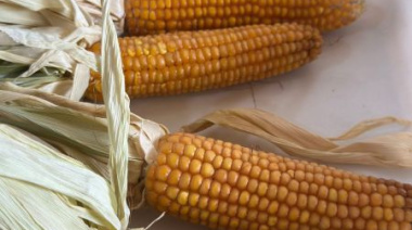 Santa Cruz prueba variedades de maíz para diversificar la producción rural