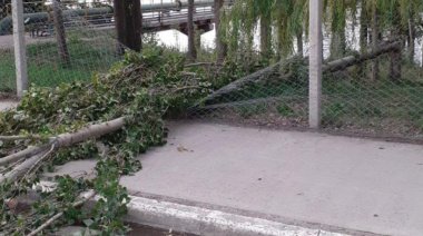 Temporal en la Costa Atlántica: vientos de 74 km/h causan daños y caídas de árboles