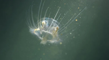 Medusa china en Patagonia: Río Negro busca frenar su avance
