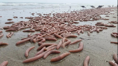 Extraños gusanos marinos aparecieron en una playa de Comodoro