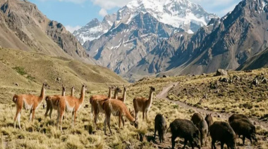 Cruces por el plan para vender carne de jabalí y guanaco