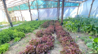 Revolución productiva en Río Negro: los invernaderos que desafían el clima y garantizan alimentos todo el año