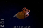 El streaming del CONICET llega a la Patagonia: explorarán cañones submarinos frente a Río Negro y Chubut