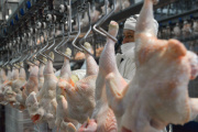 Confirmaron un caso de influenza aviar en Buenos Aires y Senasa suspendió exportaciones avícolas