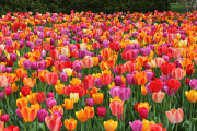 Guardia Mitre apuesta a un campo de tulipanes como nuevo atractivo turístico