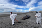 Investigan el varamiento masivo de 26 orcas ecotipo D en Tierra del Fuego