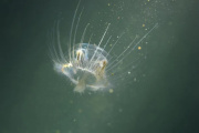 Medusa china en Patagonia: Río Negro busca frenar su avance