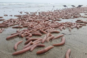 Extraños gusanos marinos aparecieron en una playa de Comodoro