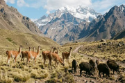 Cruces por el plan para vender carne de jabalí y guanaco