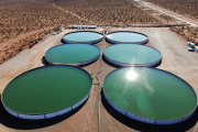 Vaca Muerta: las petroleras buscan producir alimentos y reutilizar agua